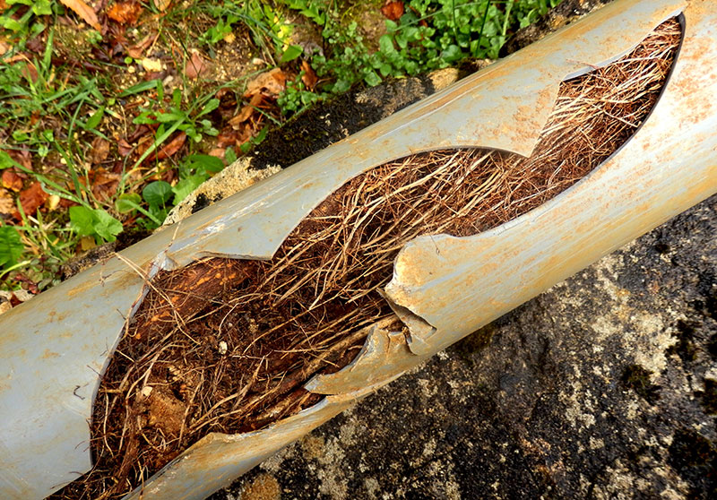 Nuflow pipe relining permanently fixes tree root related pipe issues